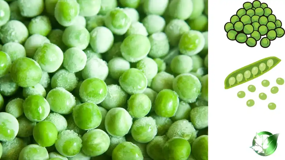 Frozen Peas quality, format, and packaging should be matched to the buyer’s target application.